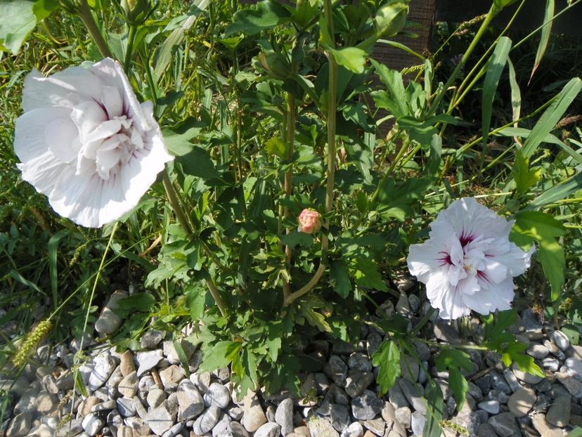 hibiscus syr. China Chiffon - Dobarland 2017 2