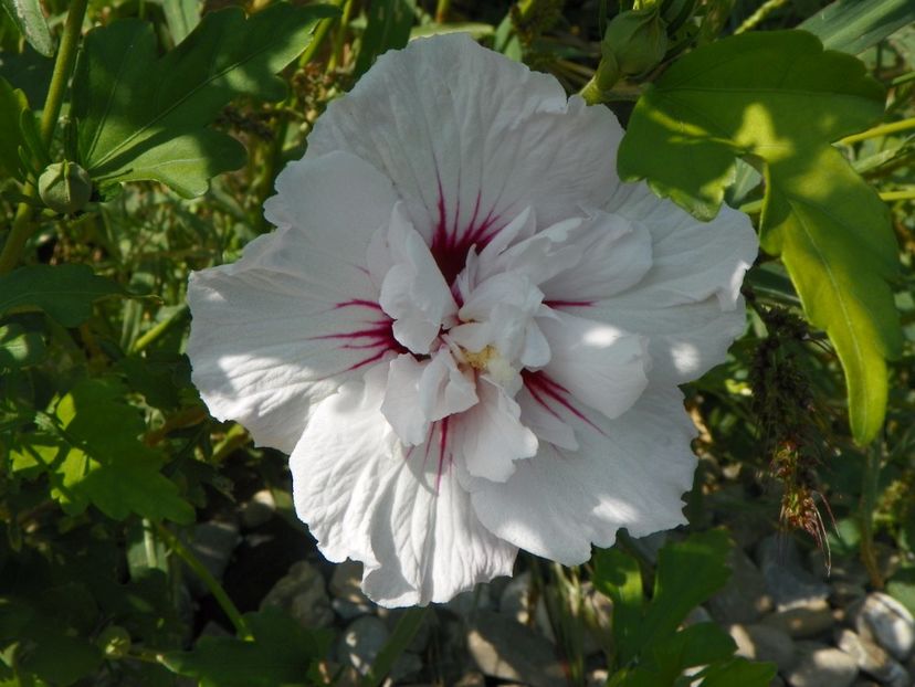 hibiscus syr. China Chiffon - Dobarland 2017 2
