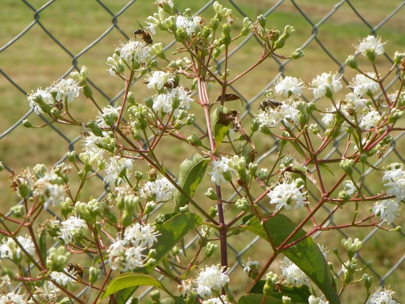 heptacodium miconioides - Dobarland 2017 2