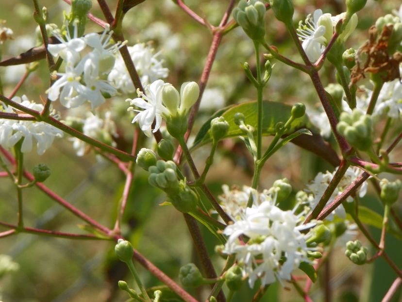heptacodium miconioides - Dobarland 2017 2