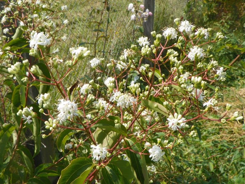 heptacodium miconioides - Dobarland 2017 2