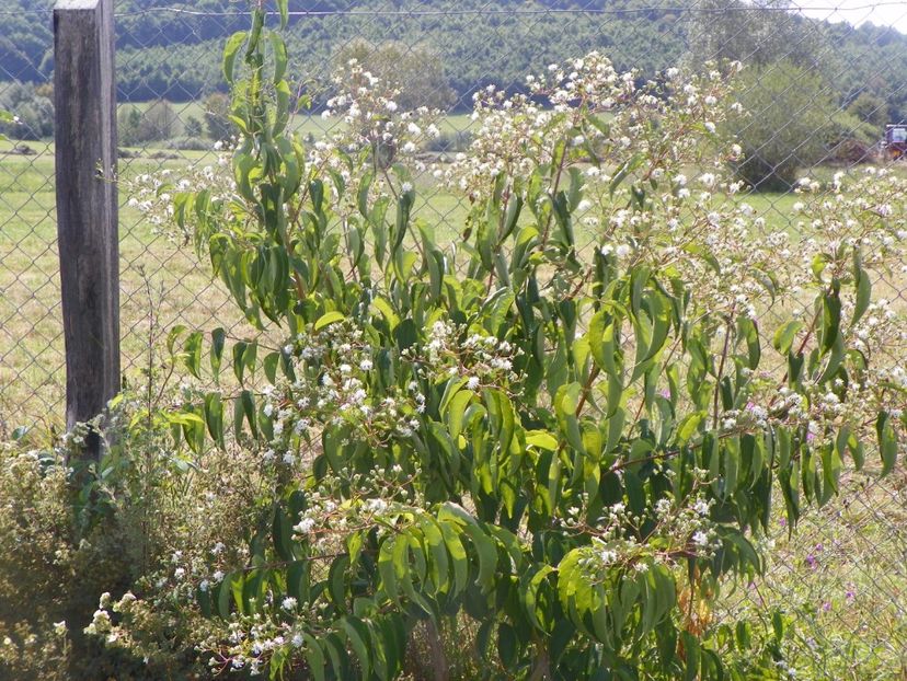 heptacodium miconioides - Dobarland 2017 2