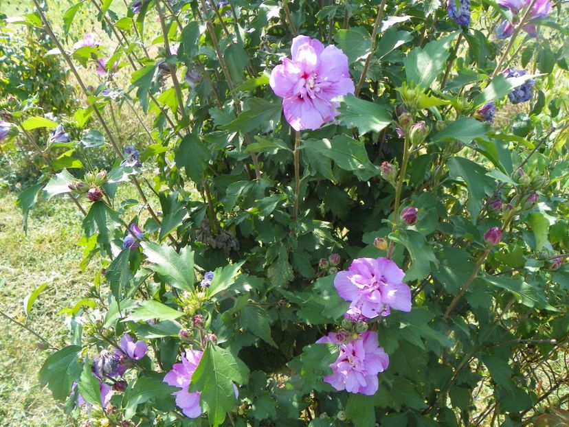 hibiscus syr. Ardens - Dobarland 2017 2