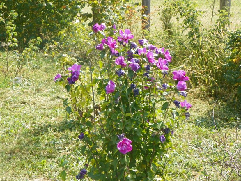 hibiscus syr. Duc de Brabant - Dobarland 2017 2