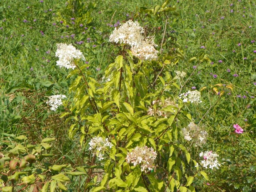 hydrangea pan. Phantom - Dobarland 2017 2