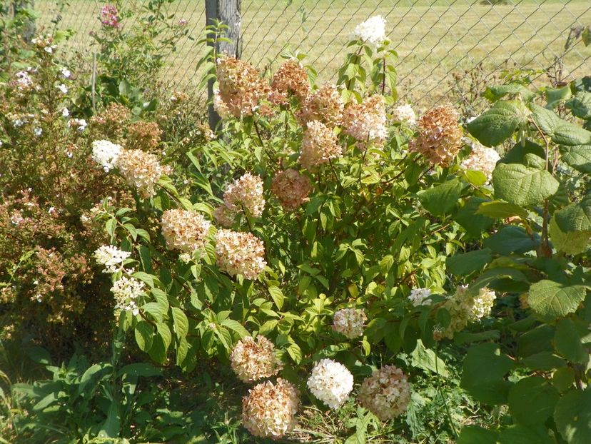 hydrangea pan. Sundae Fraise - Dobarland 2017 2