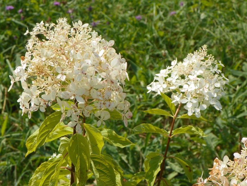hydrangea pan. Phantom - Dobarland 2017 2