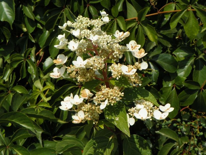 hydrangea pan. Wims Red - Dobarland 2017 2