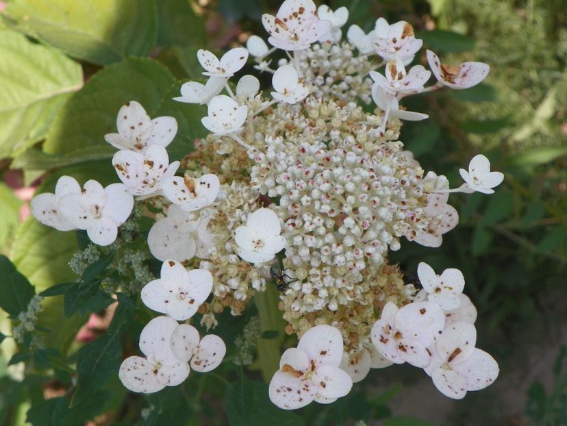 hydrangea pan. Wims Red - Dobarland 2017 2