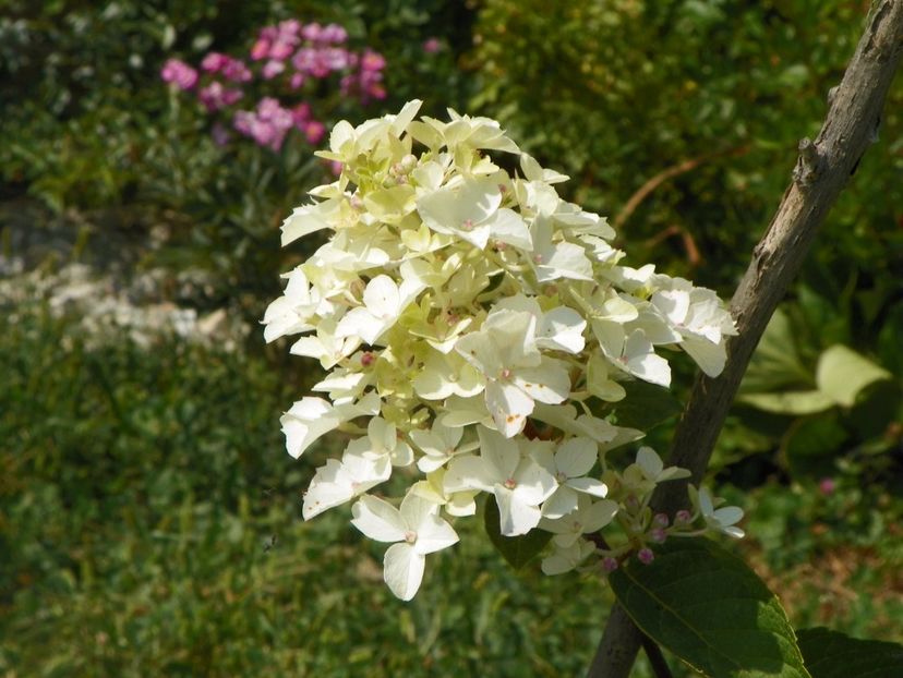 hydrangea pan. Fraise Melba - Dobarland 2017 2