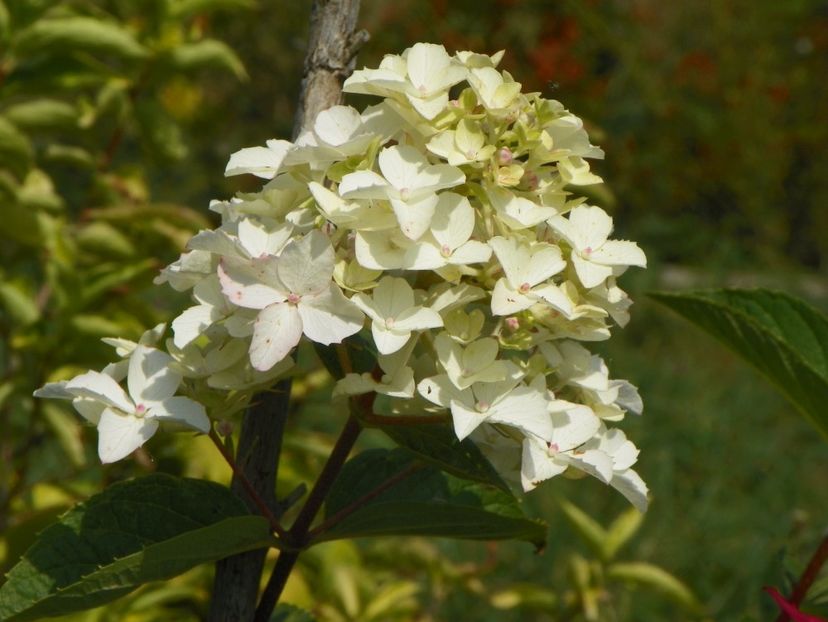 hydrangea pan. Fraise Melba - Dobarland 2017 2