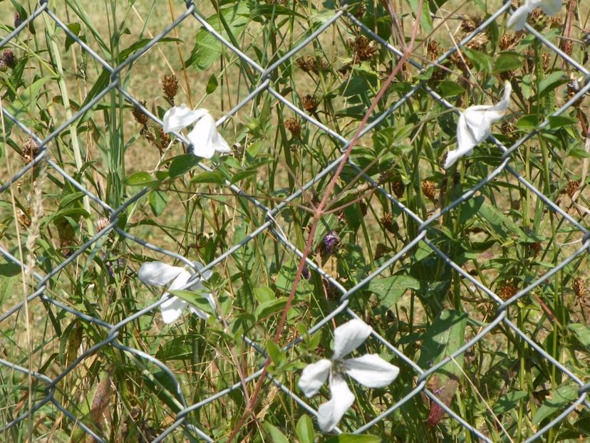 clematis Alba Luxurians - Dobarland 2017 2