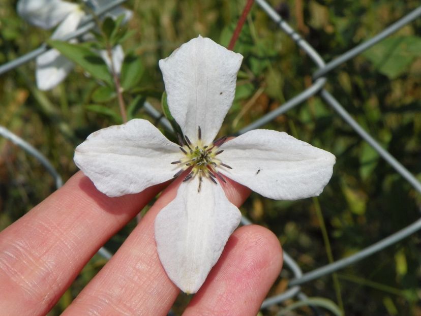 clematis Alba Luxurians - Dobarland 2017 2