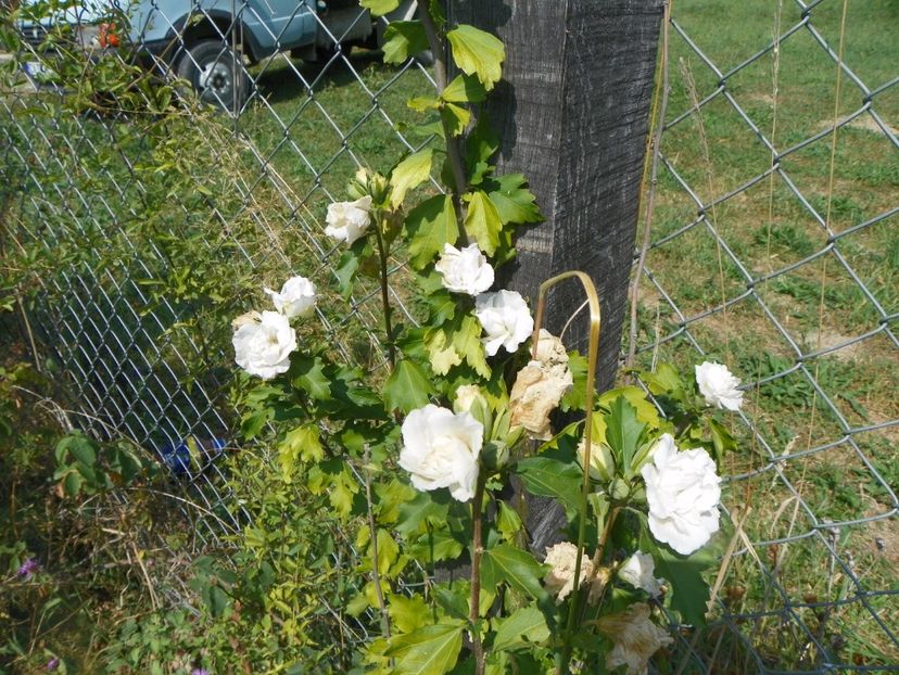 hibiscus syr. Jeanne d'Arc - Dobarland 2017 2