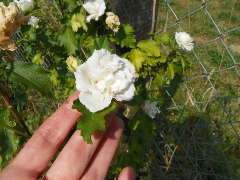 hibiscus syr. Jeanne d'Arc - Dobarland 2017 2