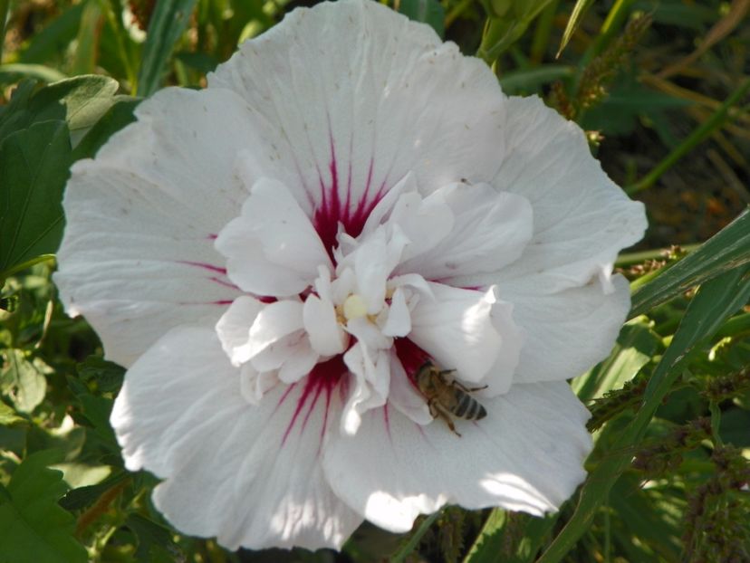 hibiscus syr. China Chiffon - Dobarland 2017 2