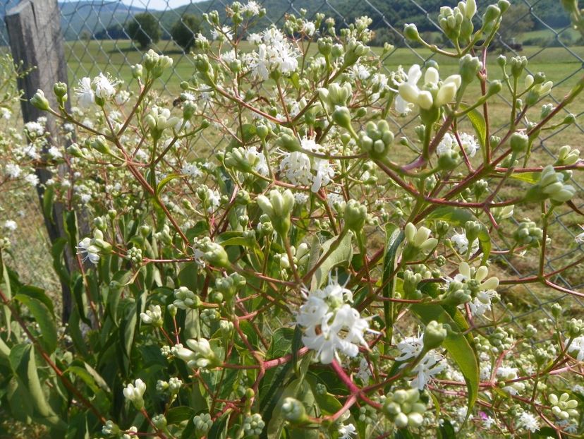 heptacodium miconioides - Dobarland 2017 2
