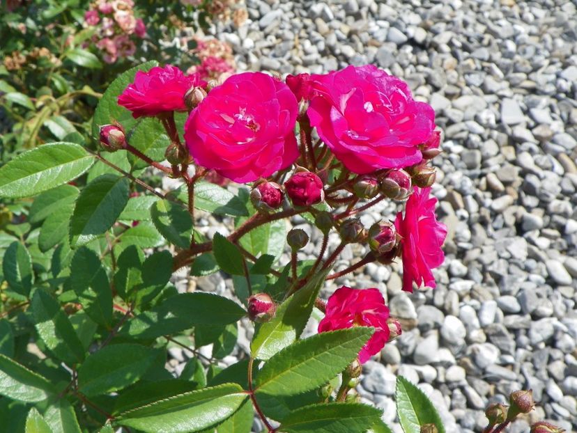 Dinky - Trandafiri 2017 3