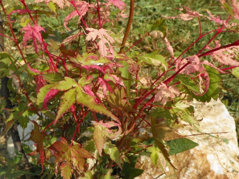 acer palmatum Asahi Zuru - Dobarland 2017 2