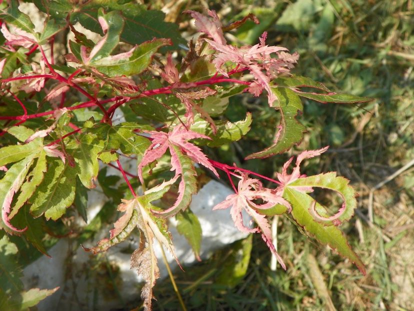 acer palmatum Asahi Zuru - Dobarland 2017 2