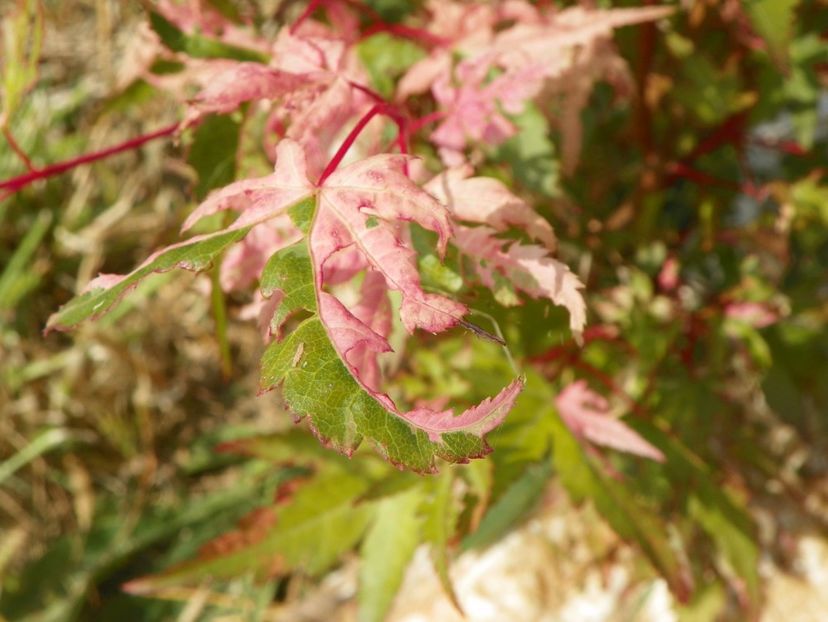 acer palmatum Asahi Zuru - Dobarland 2017 2