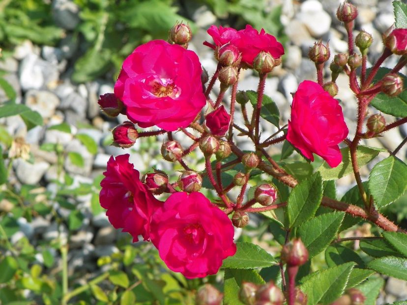 Dinky - Trandafiri 2017 3