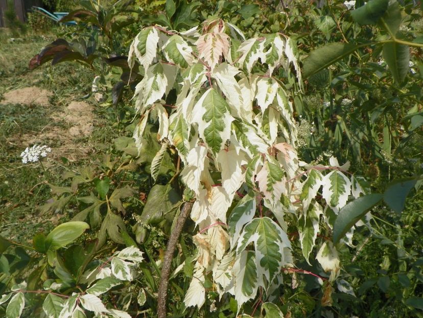 acer negundo Flamingo - Dobarland 2017 2