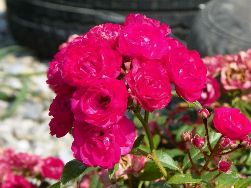 Dinky - Trandafiri 2017 3