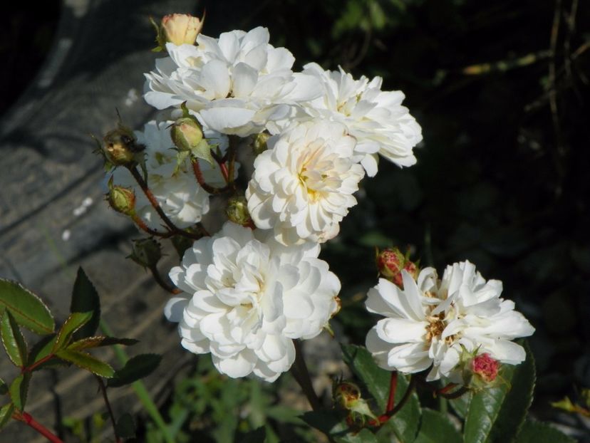 Katharina Zeimet - Trandafiri 2017 3