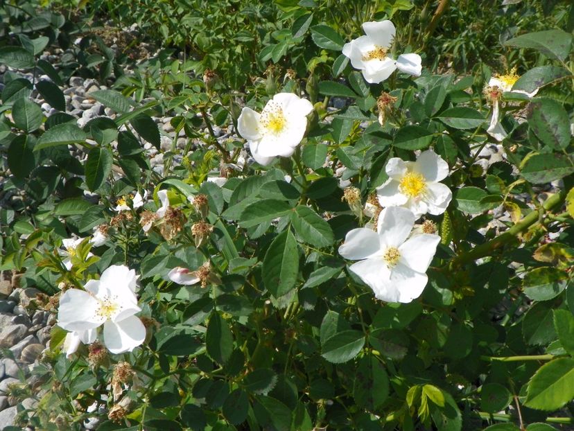 Omi Oswald - Trandafiri 2017 3