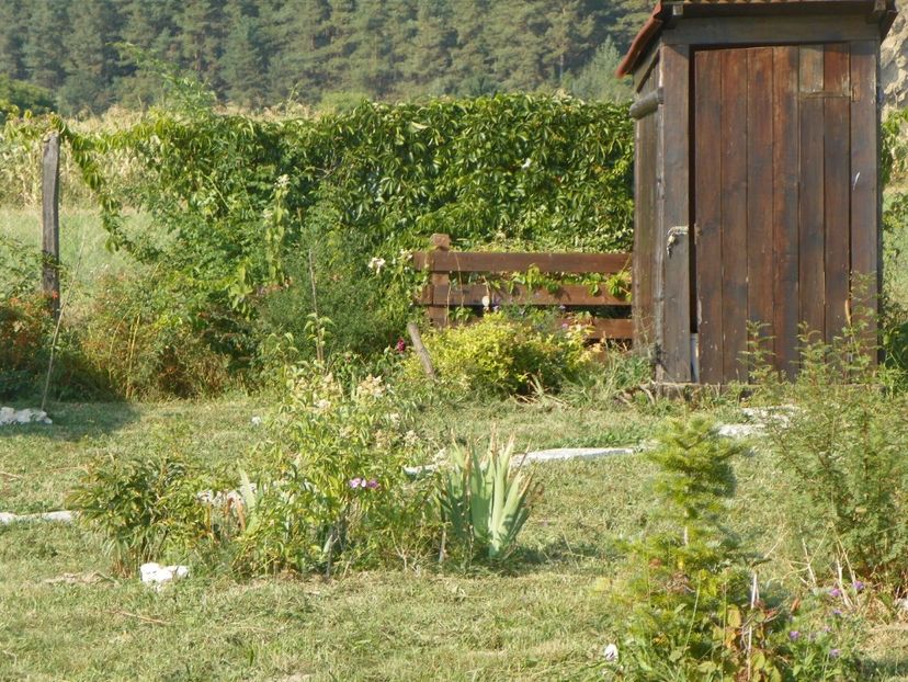 parthenocissus quinq. Red Wall - Dobarland 2017 2