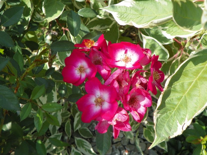 Grand Duc Jean - Trandafiri 2017 3