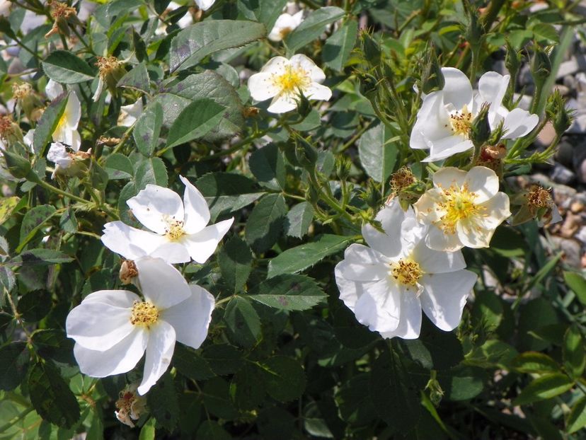 Omi Oswald - Trandafiri 2017 3