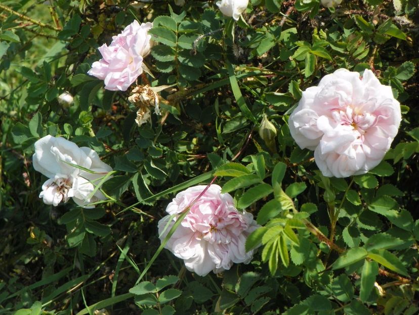 Stanwell Perpetual - Trandafiri 2017 3