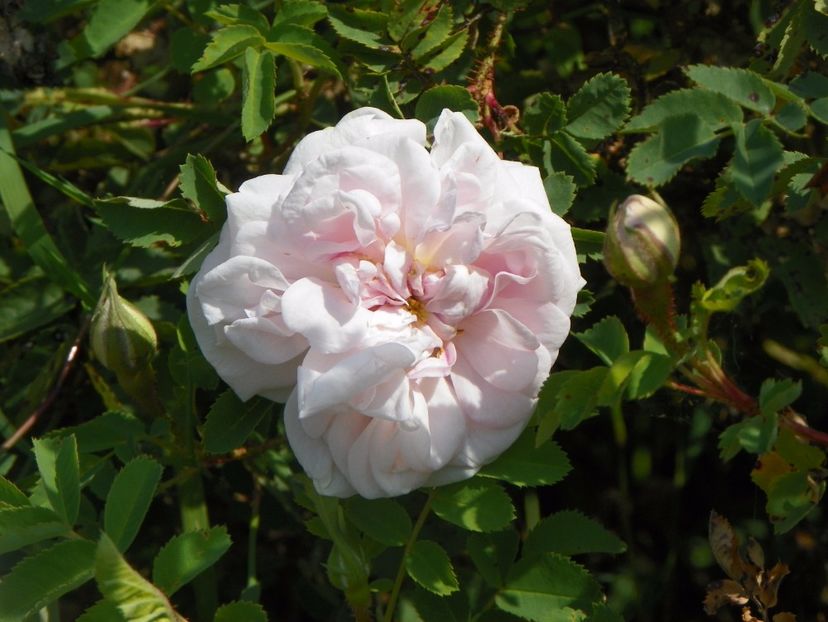 Stanwell Perpetual - Trandafiri 2017 3