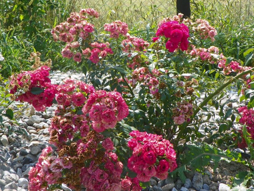 Dinky - Trandafiri 2017 3