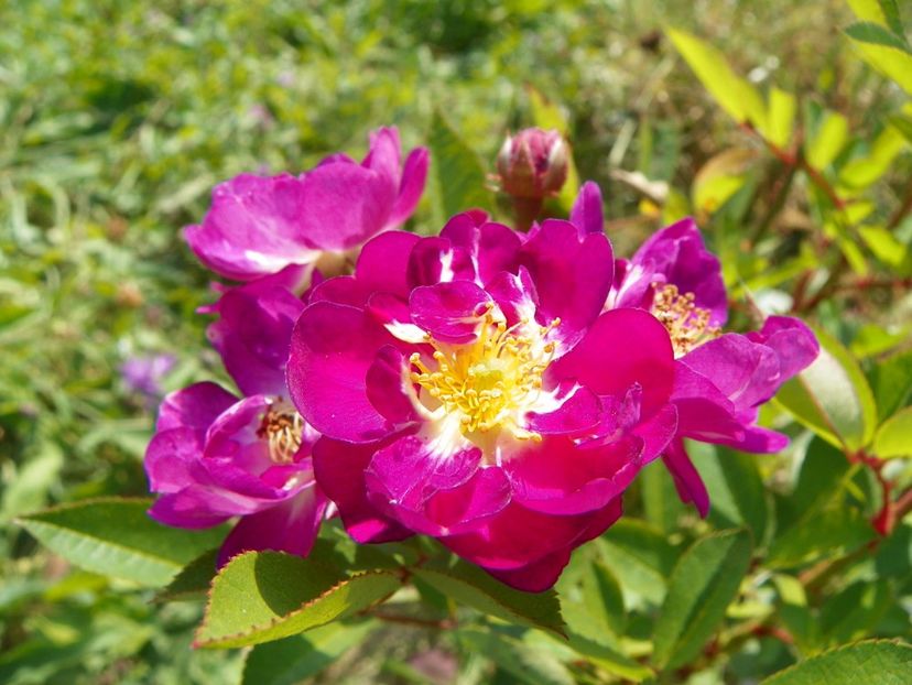 Lauren - Trandafiri 2017 3