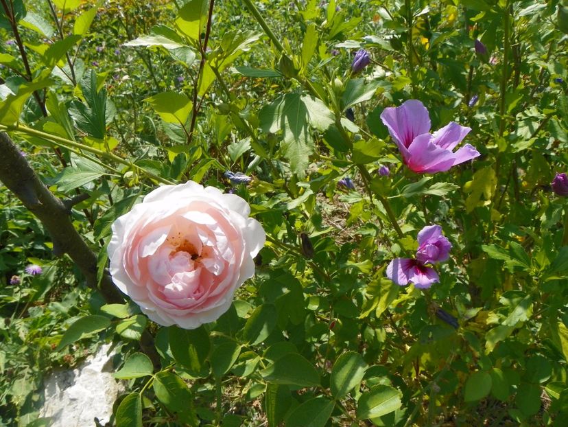 St. Swithun - Trandafiri 2017 3