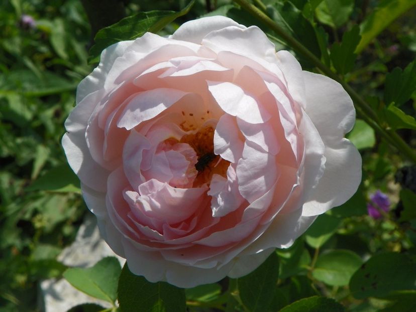 St. Swithun - Trandafiri 2017 3