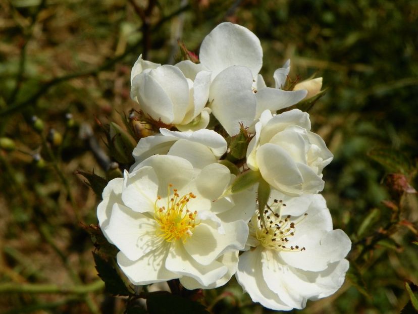 Darlow's Enigma - Trandafiri 2017 3