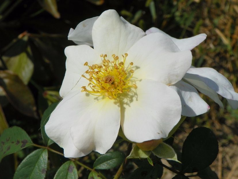 Sally Holmes - Trandafiri 2017 3