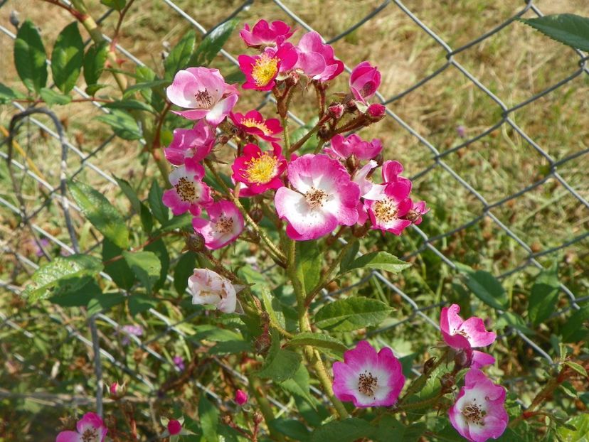 Mozart - Trandafiri 2017 3