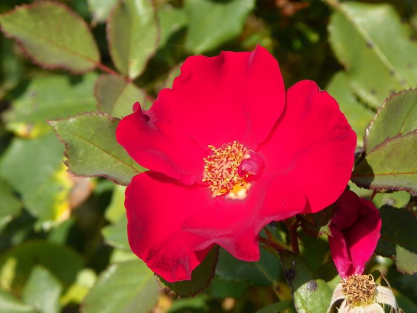 Zeelandia - Trandafiri 2017 3