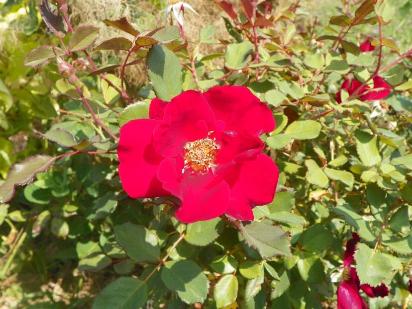 Zeelandia - Trandafiri 2017 3