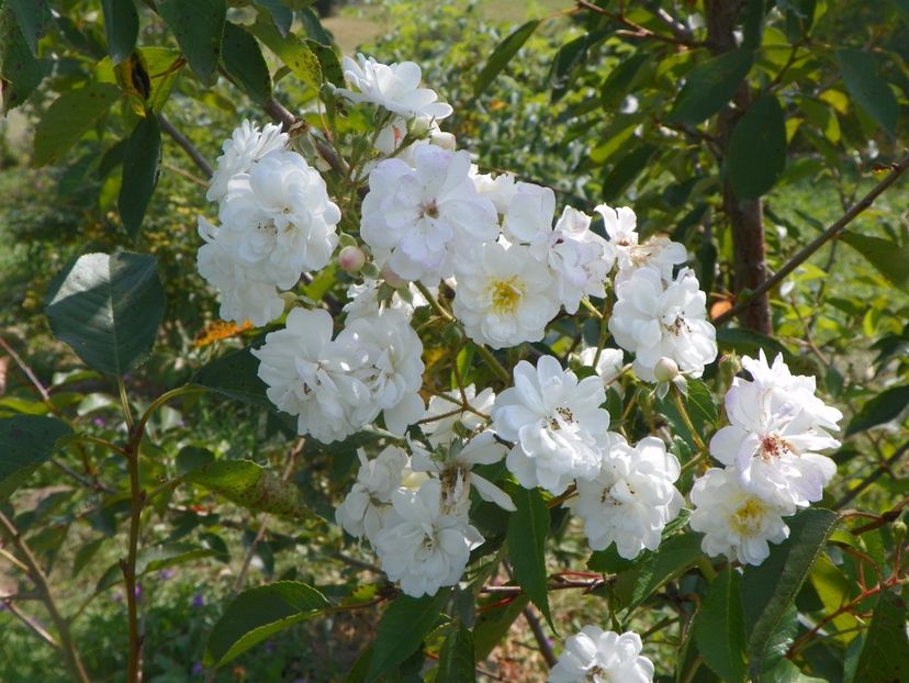 Francine Austin - Trandafiri 2017 3