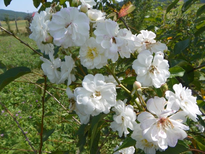 Francine Austin - Trandafiri 2017 3