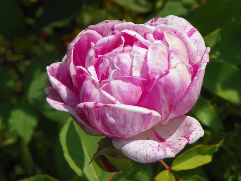 Honorine Brabant - Trandafiri 2017 3