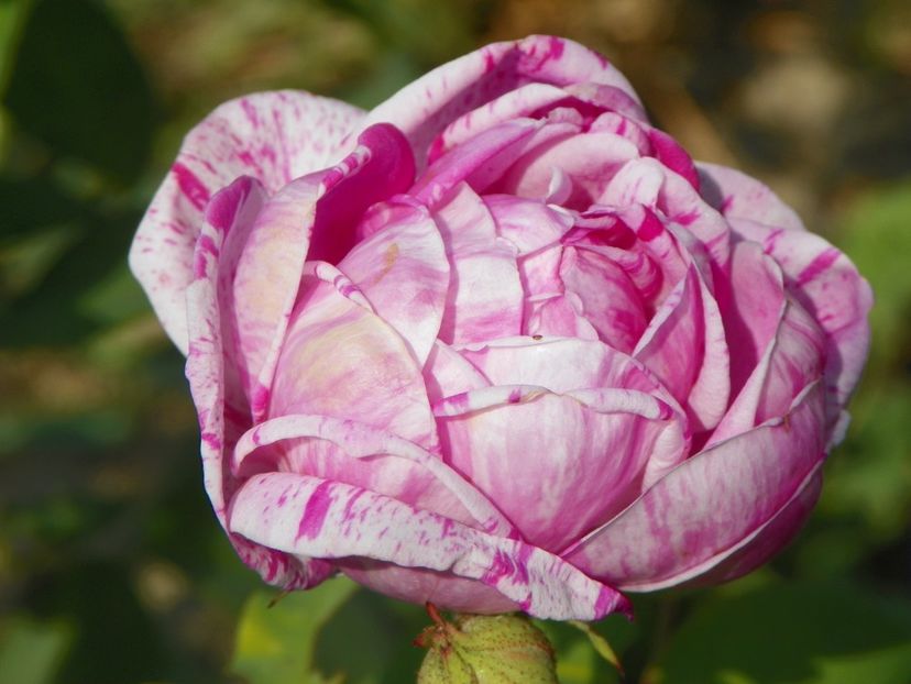 Honorine Brabant - Trandafiri 2017 3