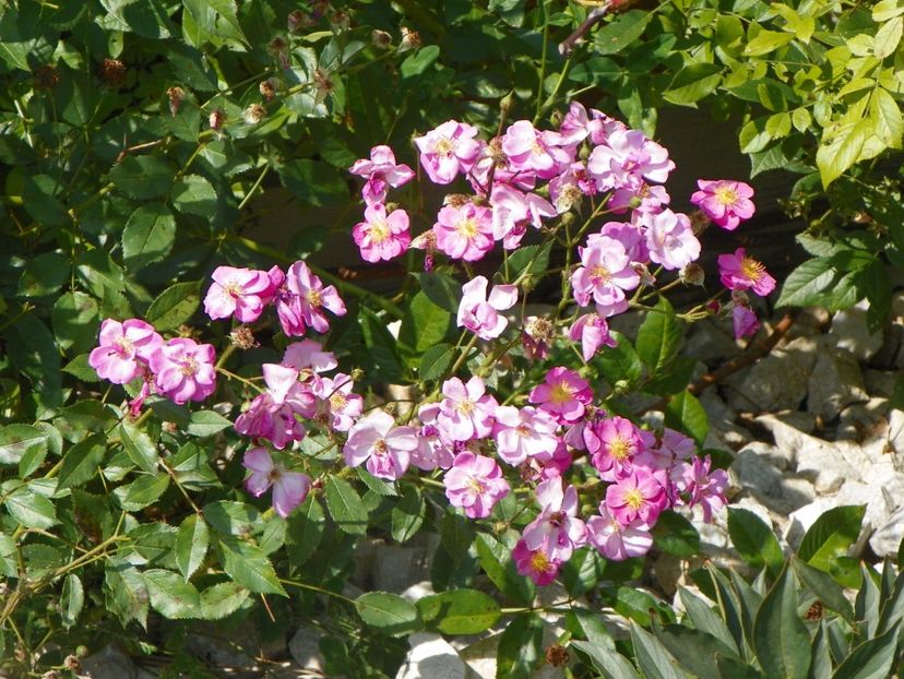 Lavender Dream - Trandafiri 2017 3