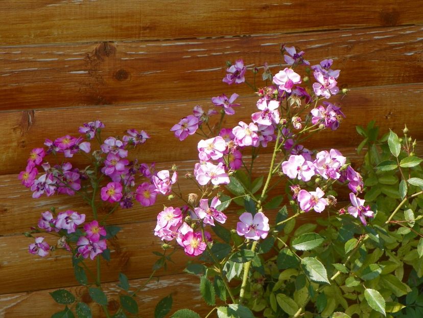 Lavender Dream - Trandafiri 2017 3